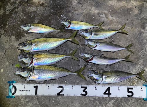 アジの釣果