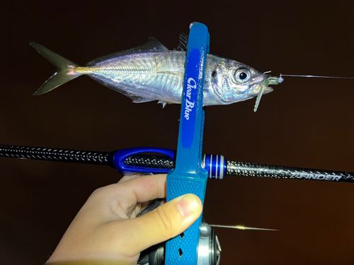 マアジの釣果