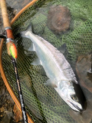 アマゴの釣果