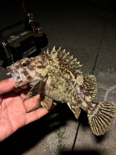 ムラソイの釣果