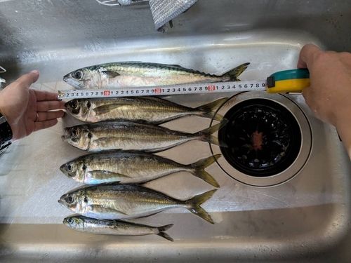 アジの釣果