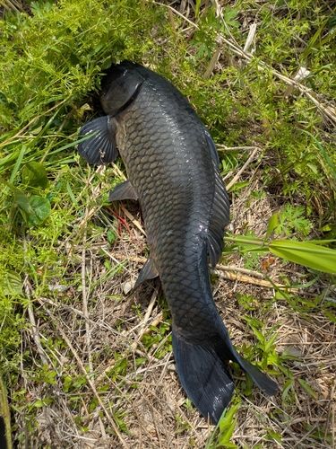 コイの釣果
