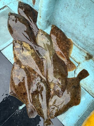 マコガレイの釣果