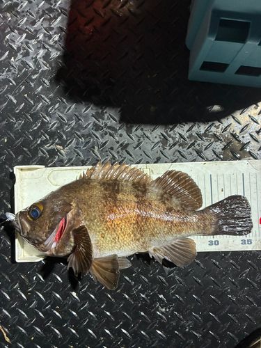 シロメバルの釣果