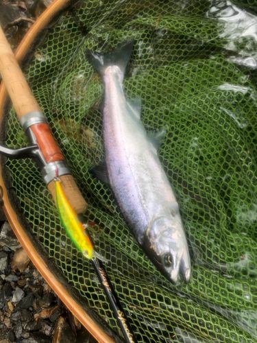 ヤマメの釣果