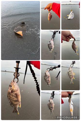 キビレの釣果