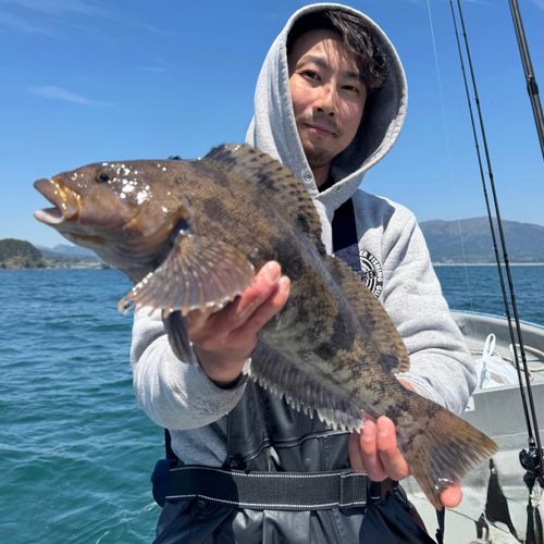 アイナメの釣果