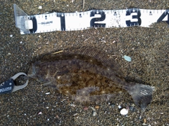 ソゲの釣果
