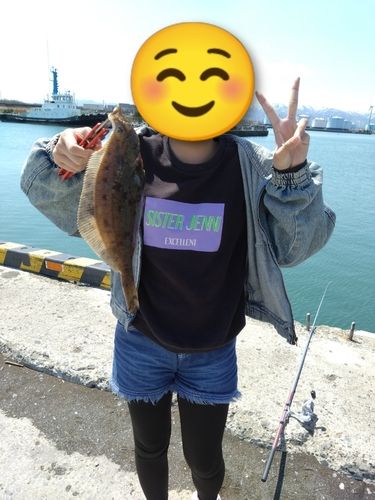 マガレイの釣果