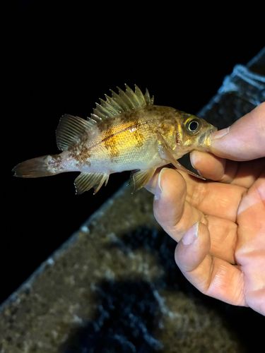 メバルの釣果