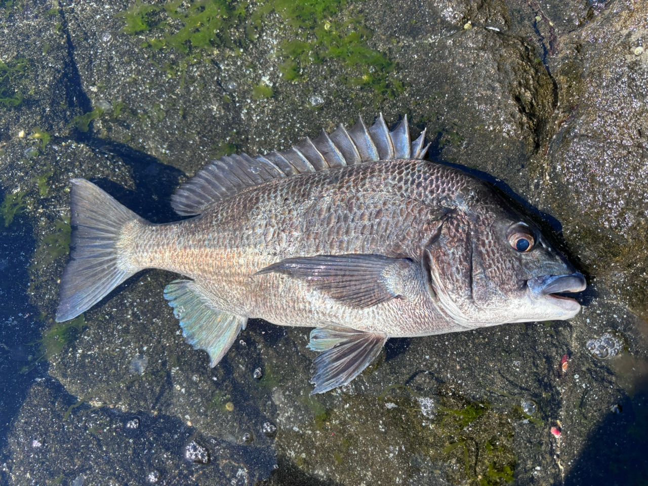 SHIMANO 20ワールドシャウラ BG 1954R-3の最安値・インプレ・釣果