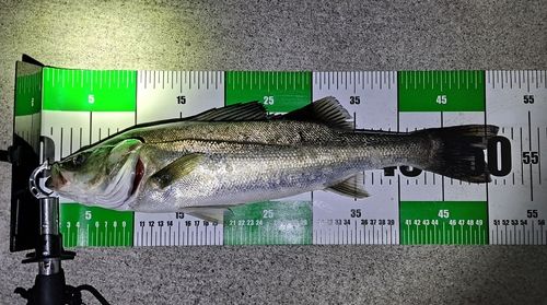 シーバスの釣果