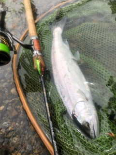 ヤマメの釣果