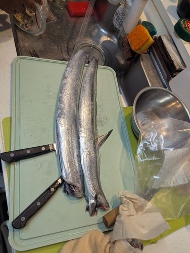 キスの釣果