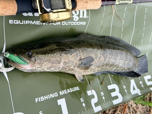 ライギョの釣果
