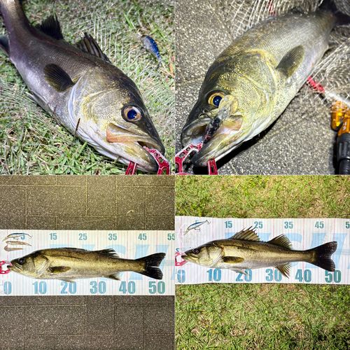 フッコ（マルスズキ）の釣果