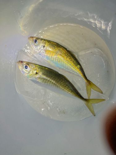 マアジの釣果
