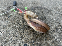 マアナゴの釣果