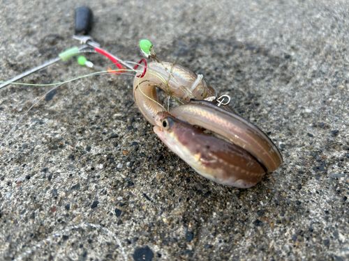マアナゴの釣果