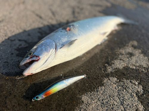 サクラマスの釣果