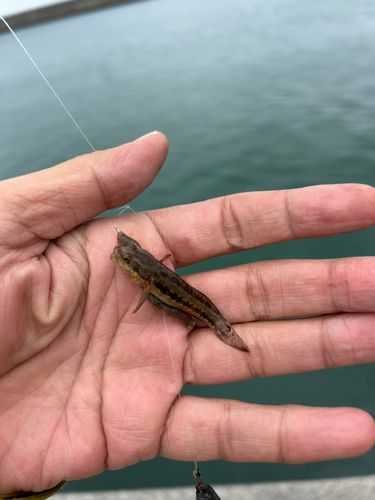 シマハゼの釣果