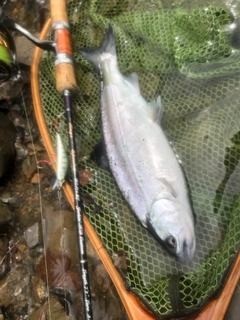 ヤマメの釣果