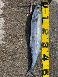 サゴシの釣果
