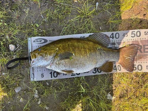 スモールマウスバスの釣果