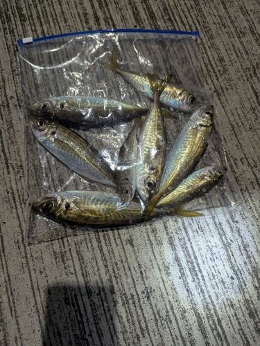 アジの釣果