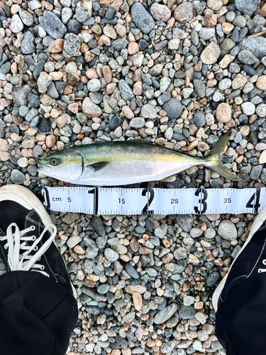 フクラギの釣果