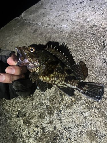 カサゴの釣果