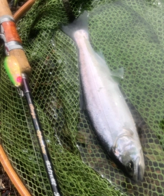 ヤマメの釣果