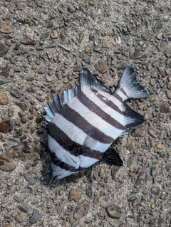 イシダイの釣果