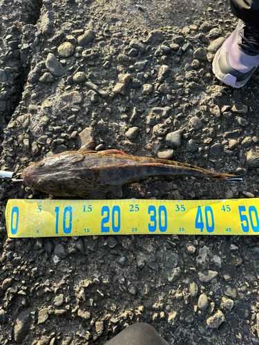マゴチの釣果