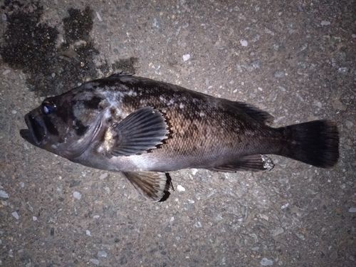 ソイの釣果