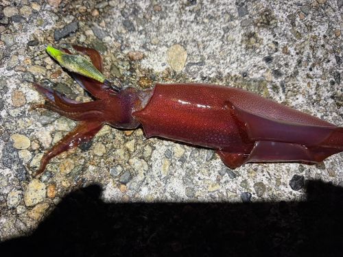 ケンサキイカの釣果