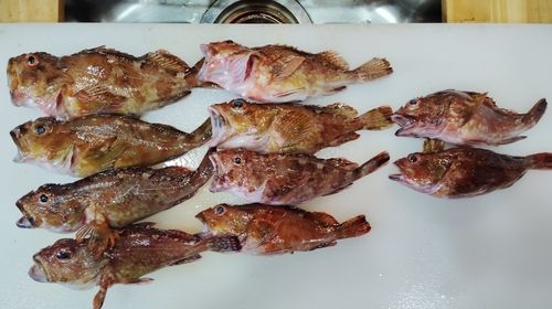カサゴの釣果