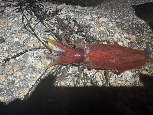 ケンサキイカの釣果