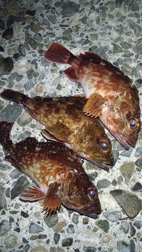 カサゴの釣果