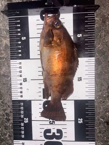 メバルの釣果