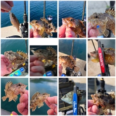 カサゴの釣果
