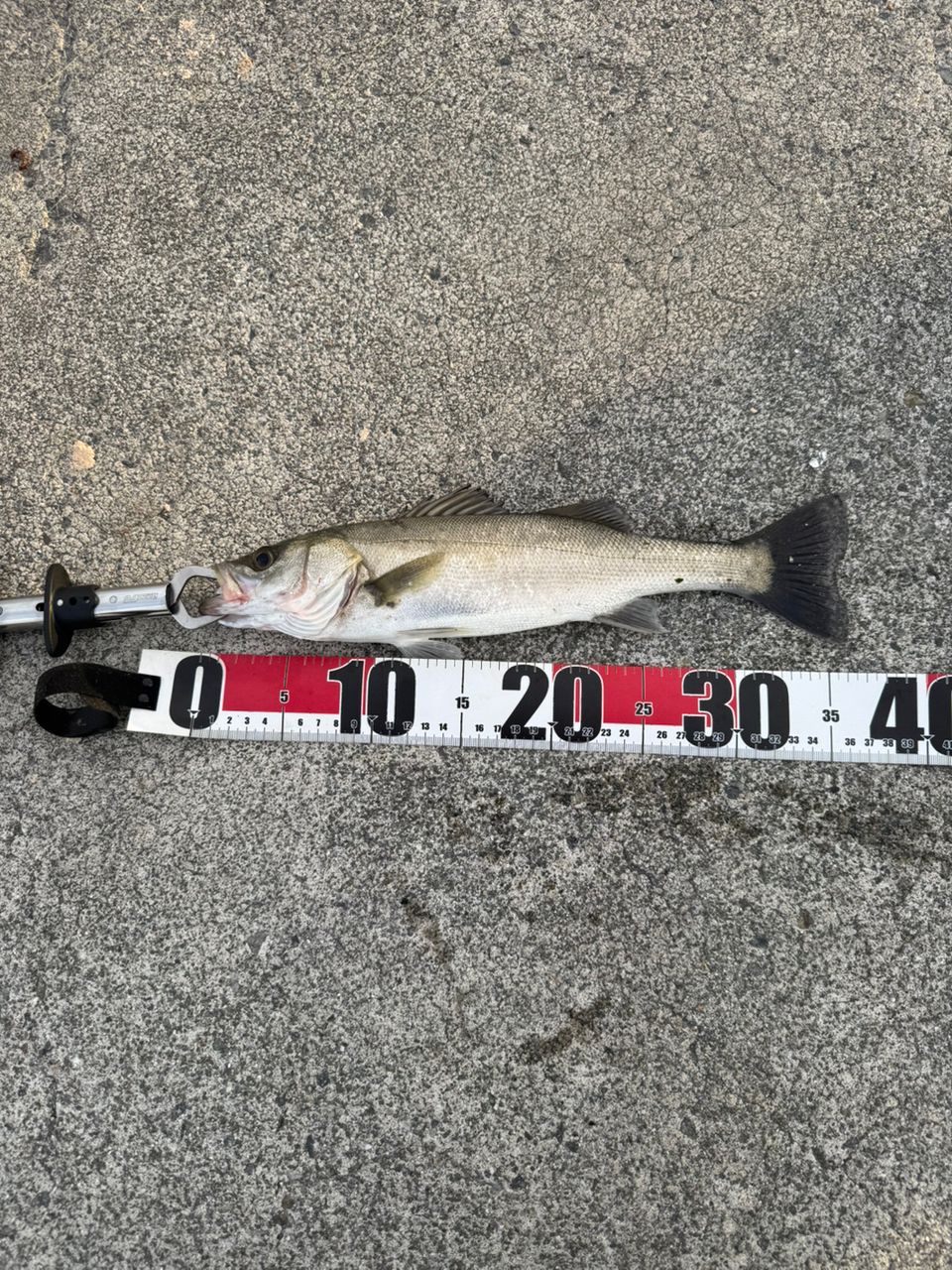 AbuGarcia クロスフィールド XRFS-835M-MBの最安値・インプレ・釣果
