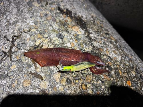 ケンサキイカの釣果