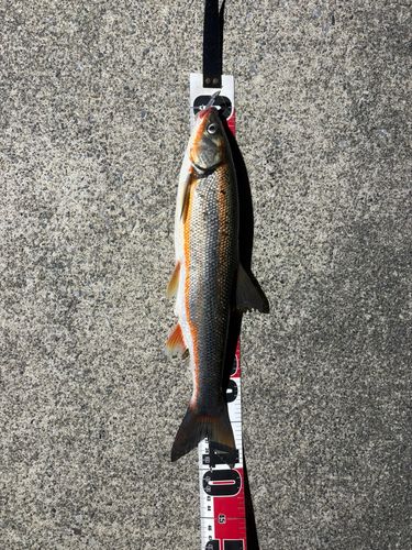 ウグイの釣果