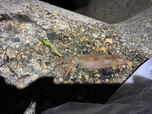 ケンサキイカの釣果