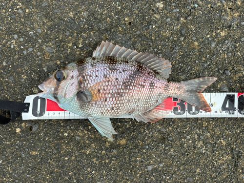 メイチダイの釣果