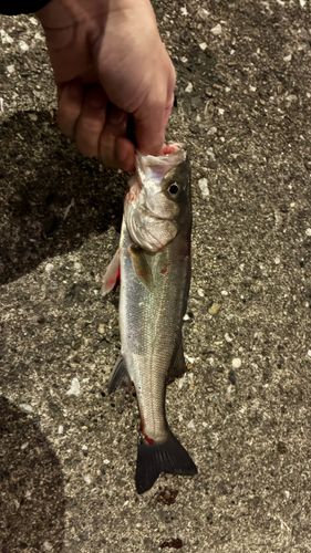 セイゴ（マルスズキ）の釣果