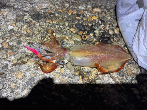 ケンサキイカの釣果