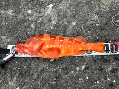 アカハタの釣果