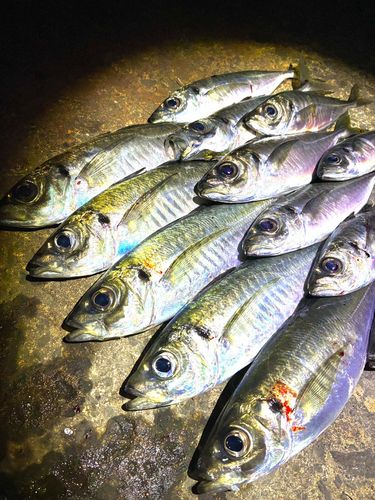 アジの釣果